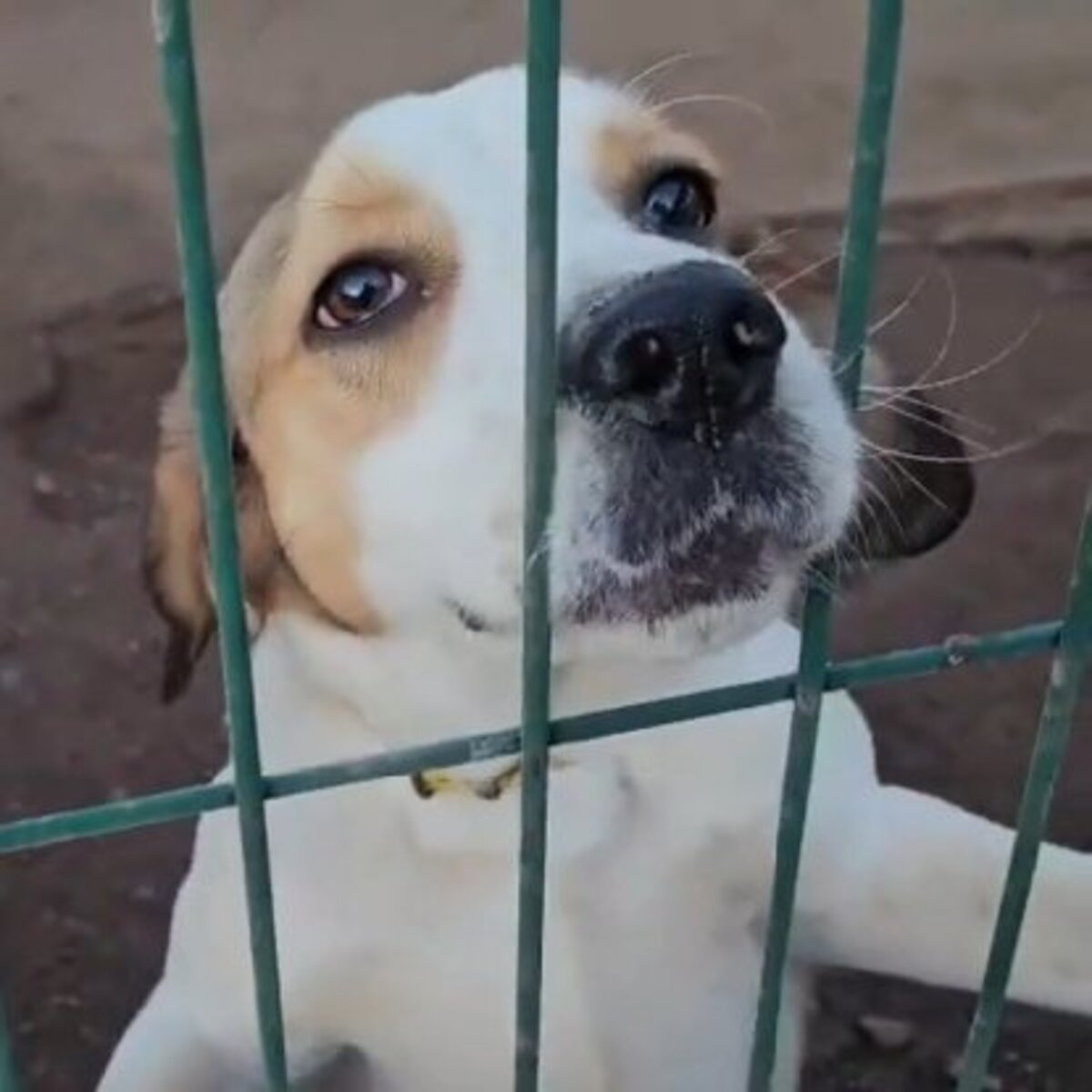 Adoption Brandon