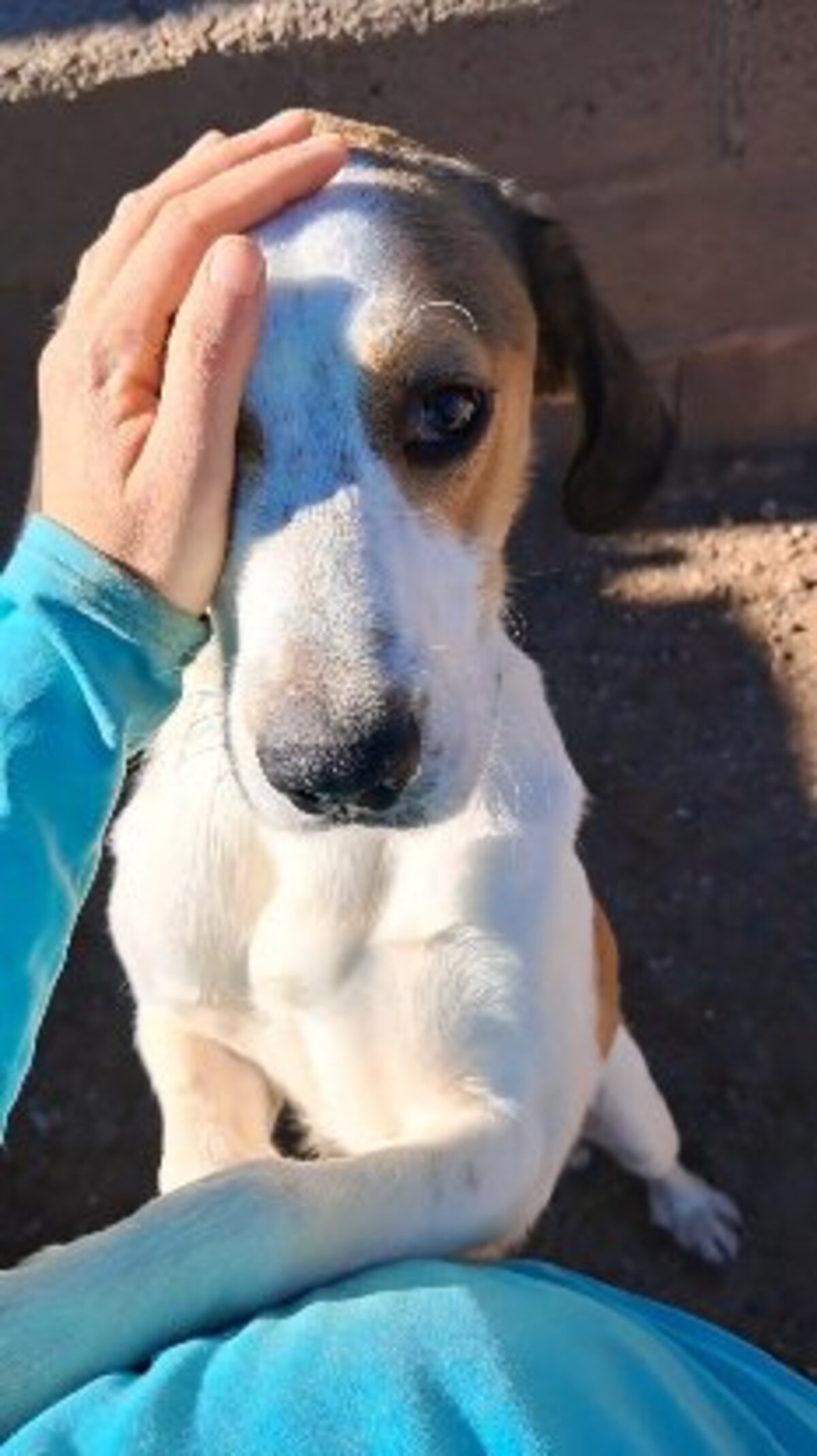 Adoption Brandon
