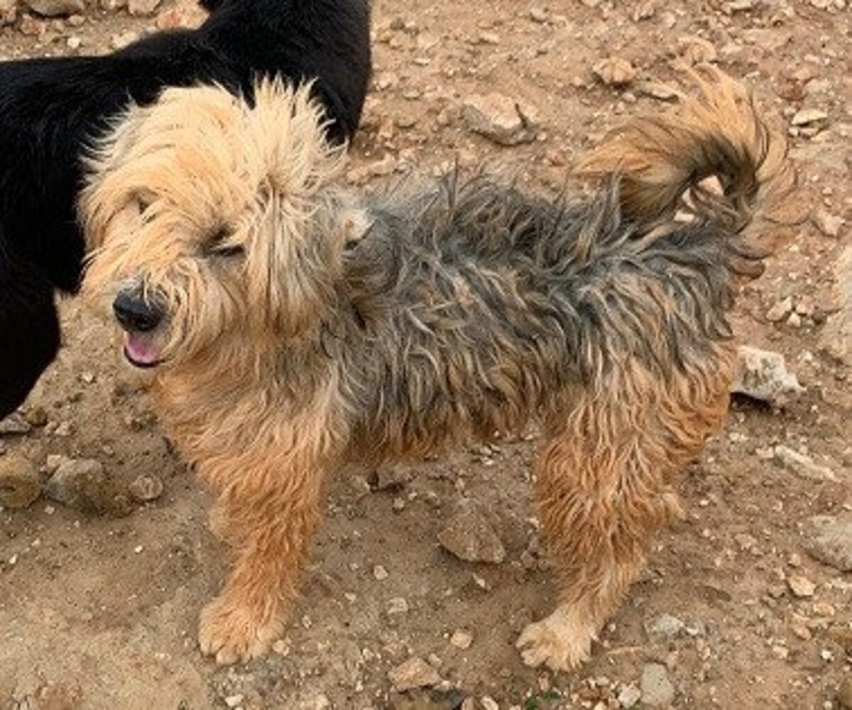Adoption Brie