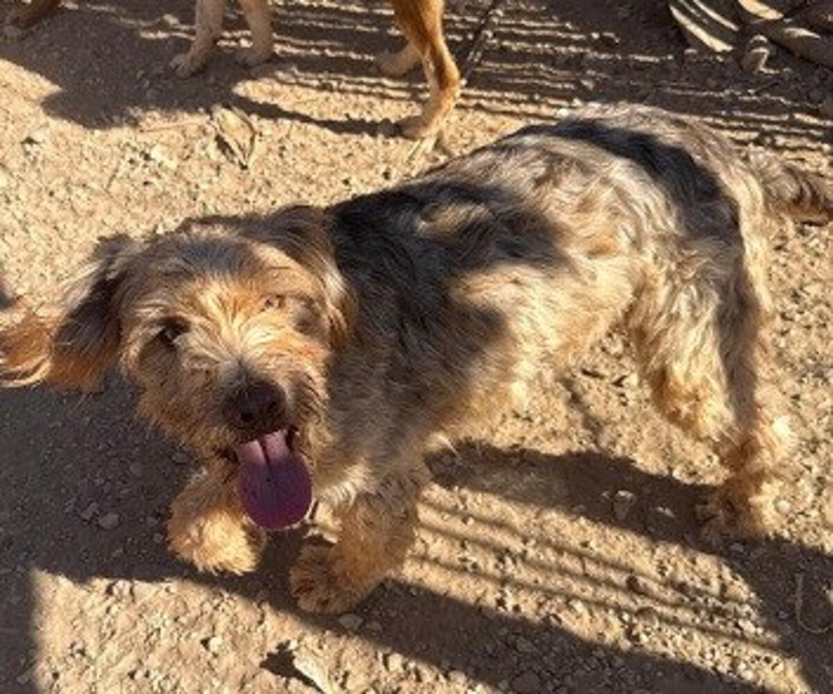 Adoption Brie