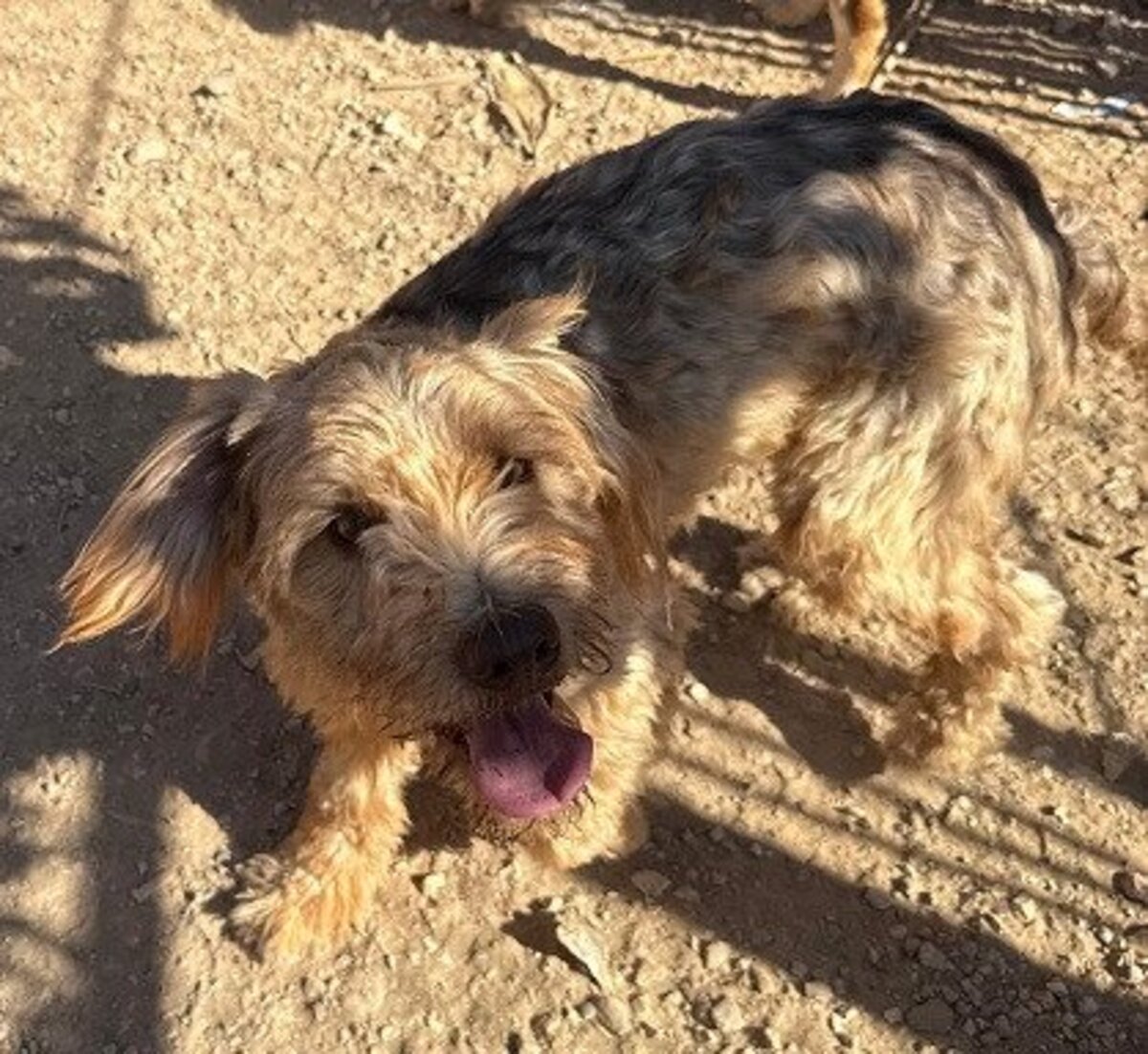 Adoption Brie
