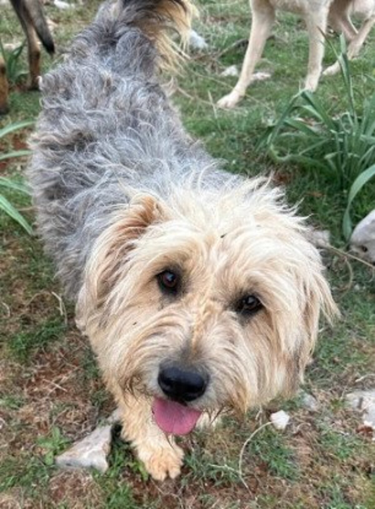 Adoption Brie
