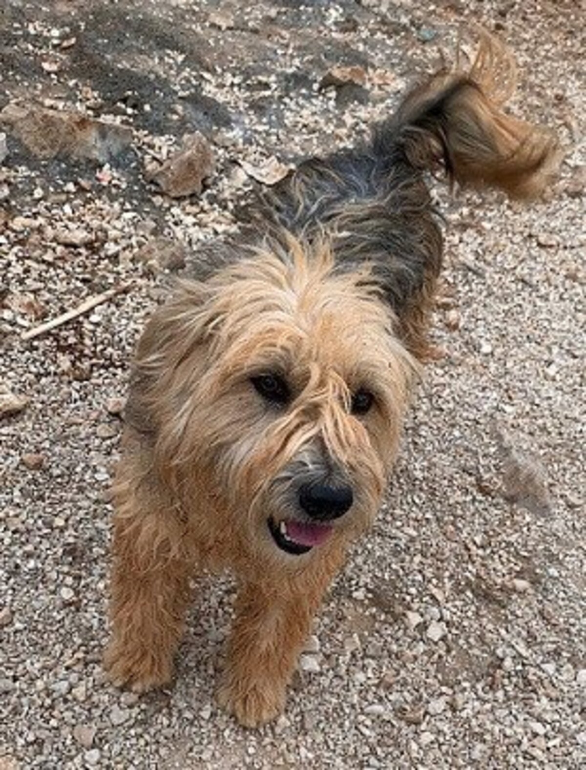 Adoption Brie