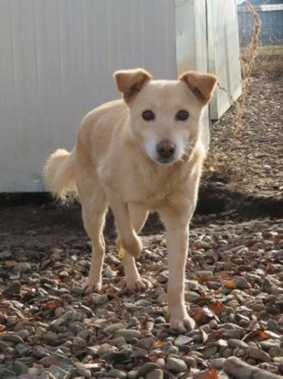Adoption Brocéliande