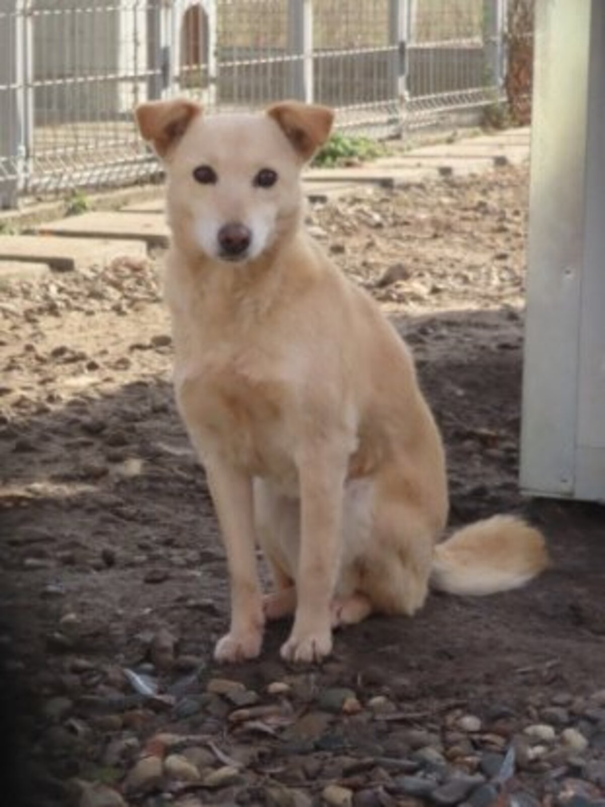 Adoption Brocéliande