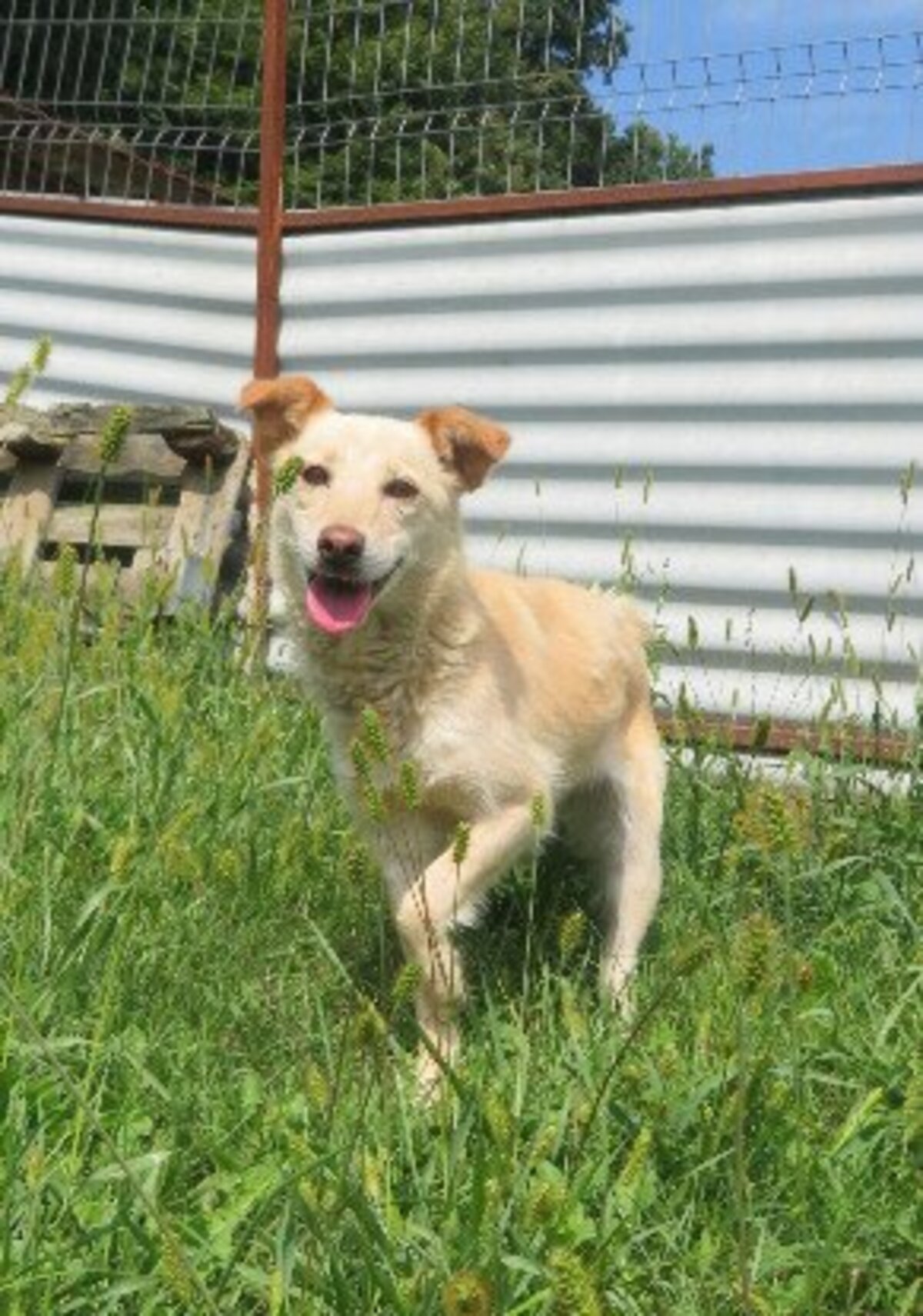Adoption Brocéliande