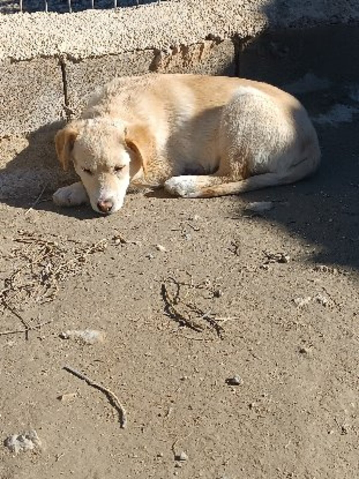 Adoption Brown