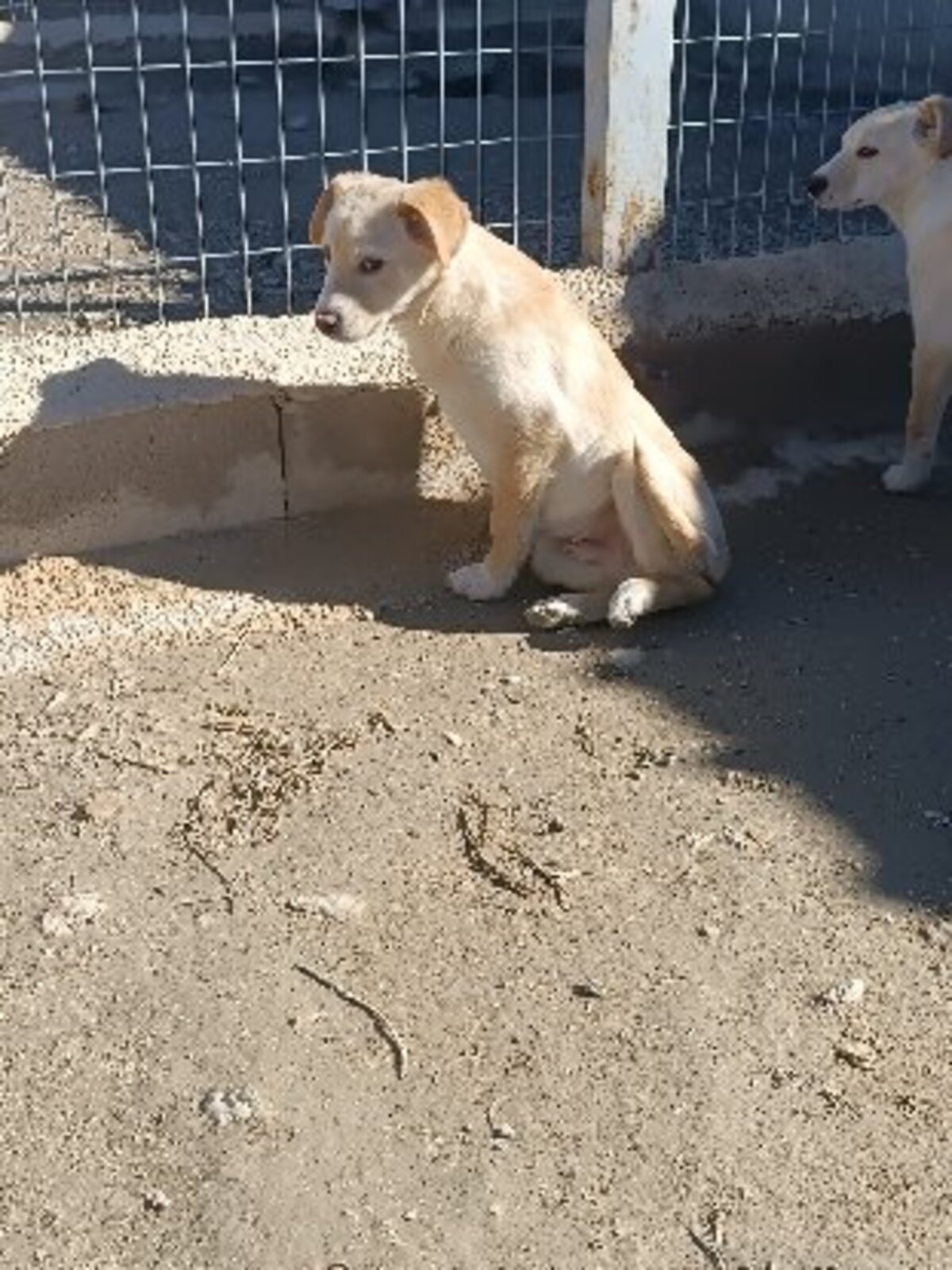 Adoption Brown