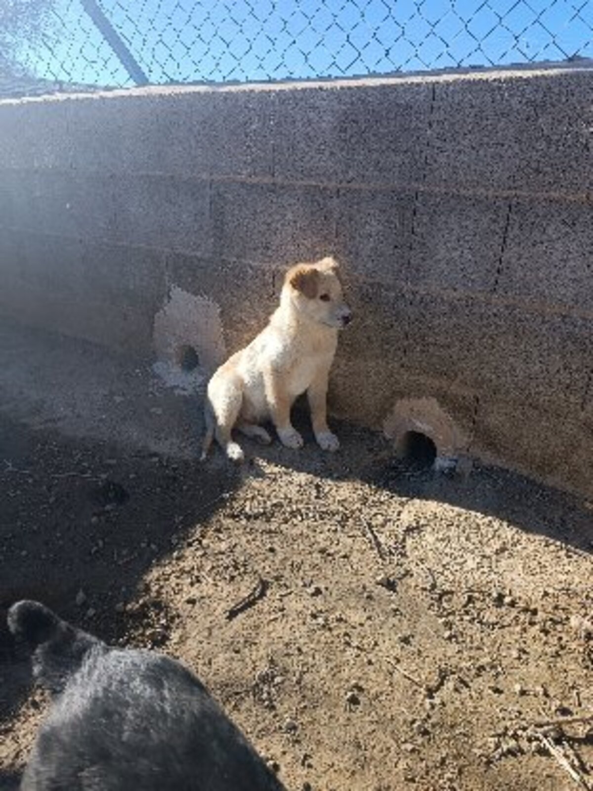 Adoption Brown