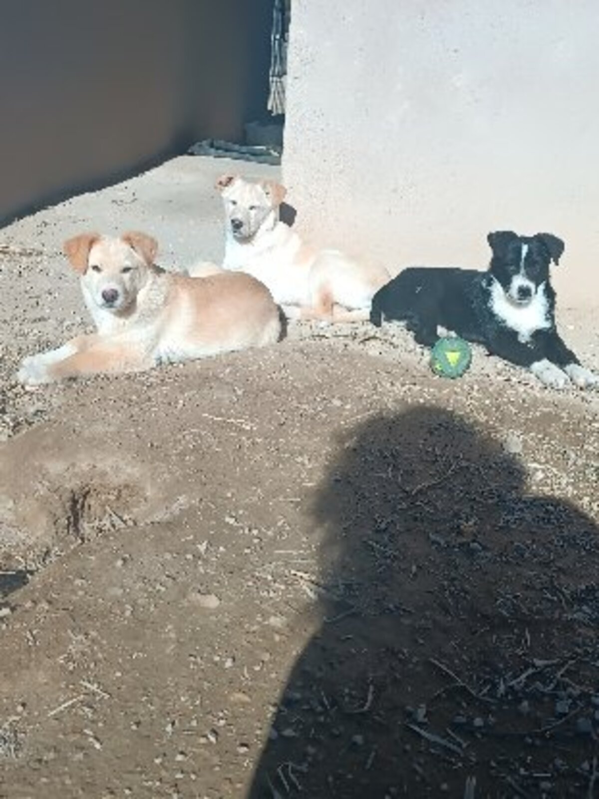 Adoption Brown