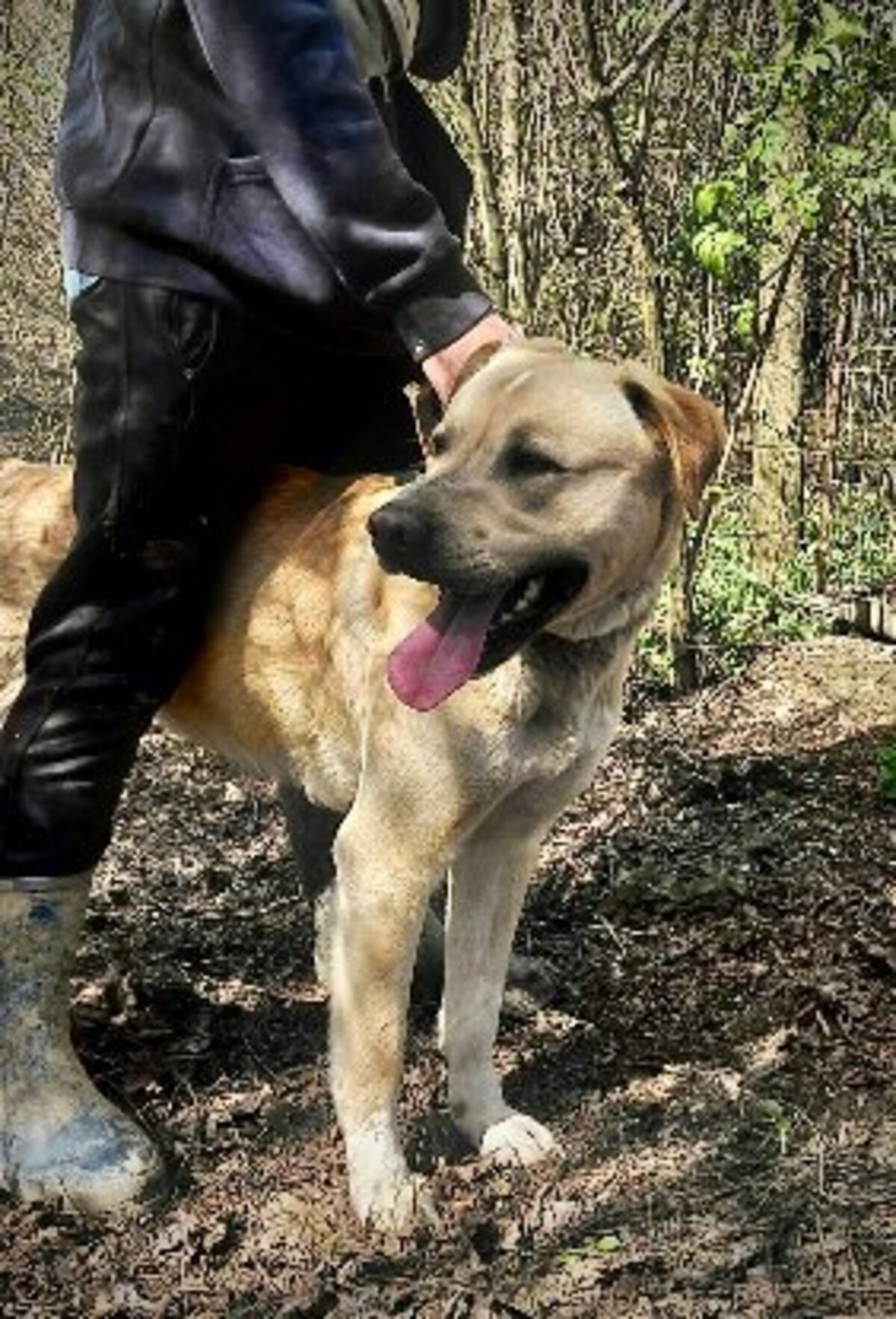 Adoption Bruce