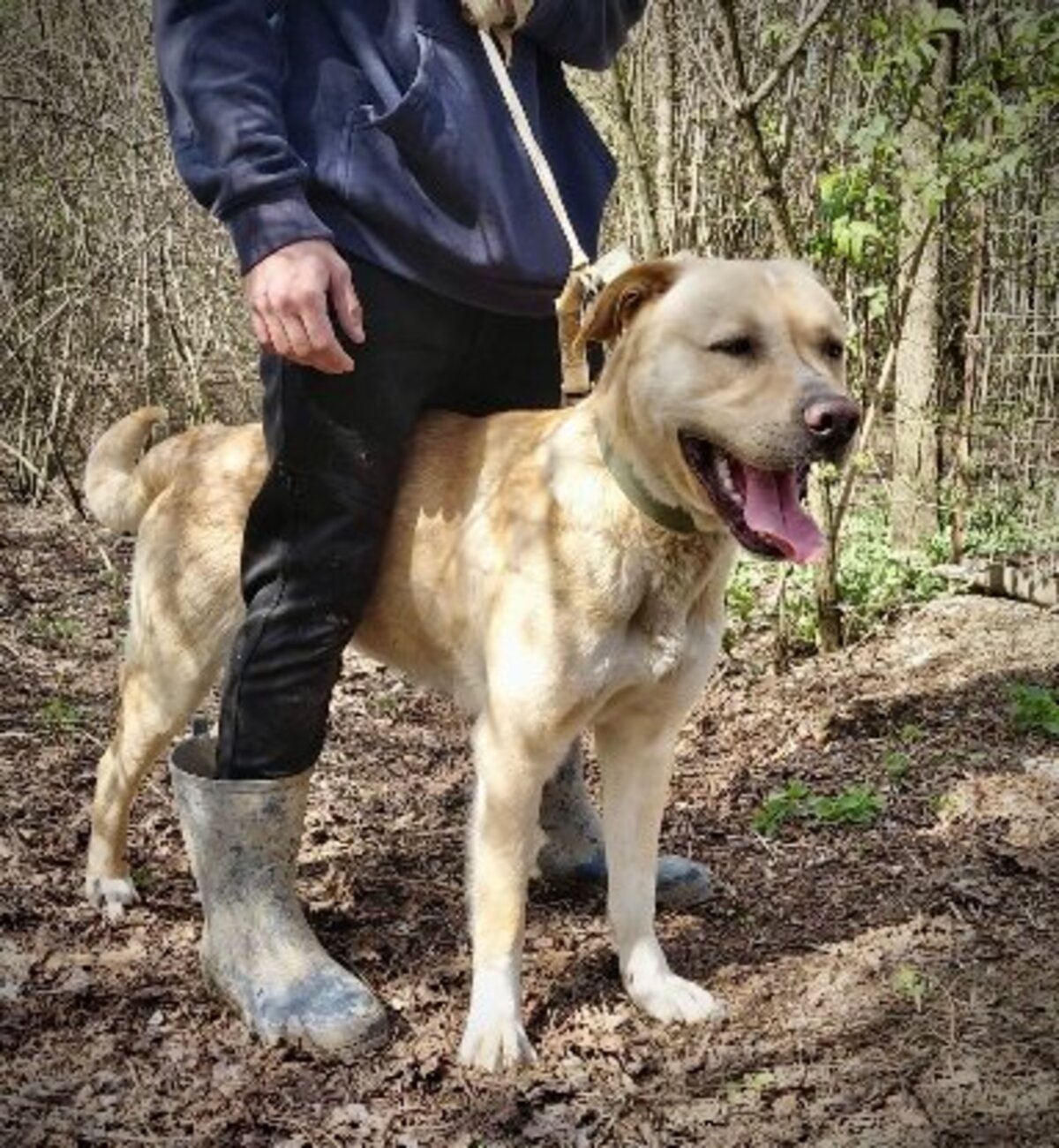 Adoption Bruce