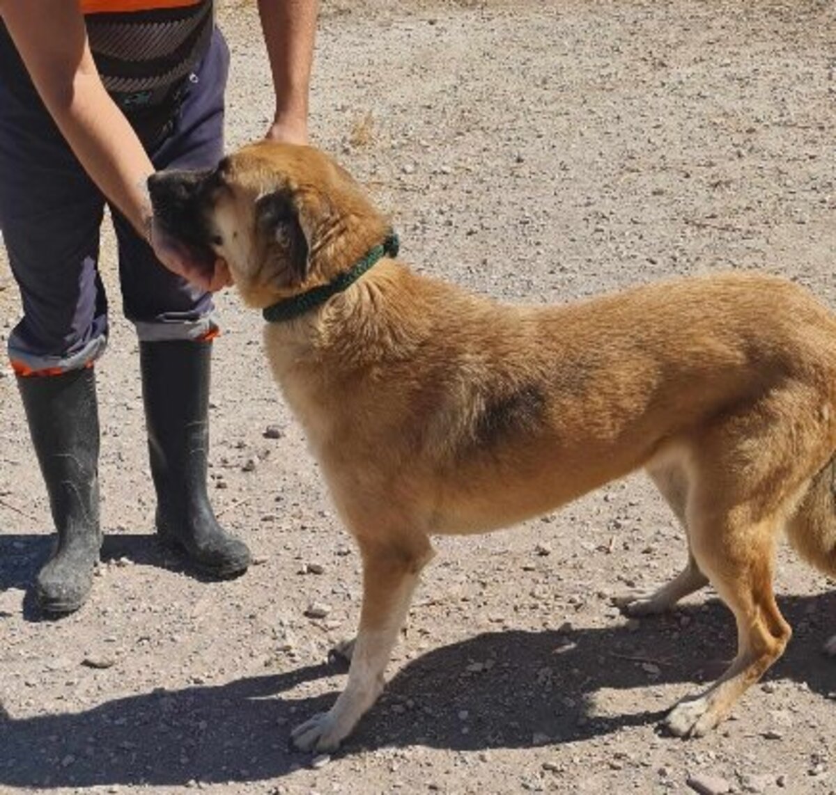 Adoption Bruno