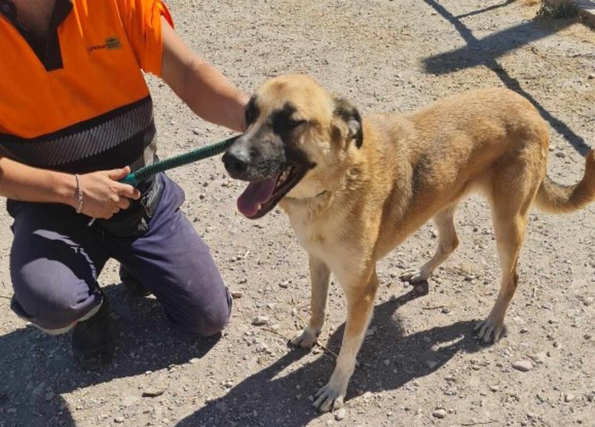 Adoption Bruno