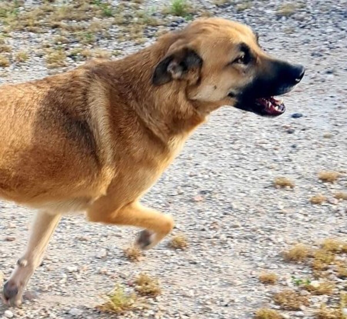 Adoption Bruno