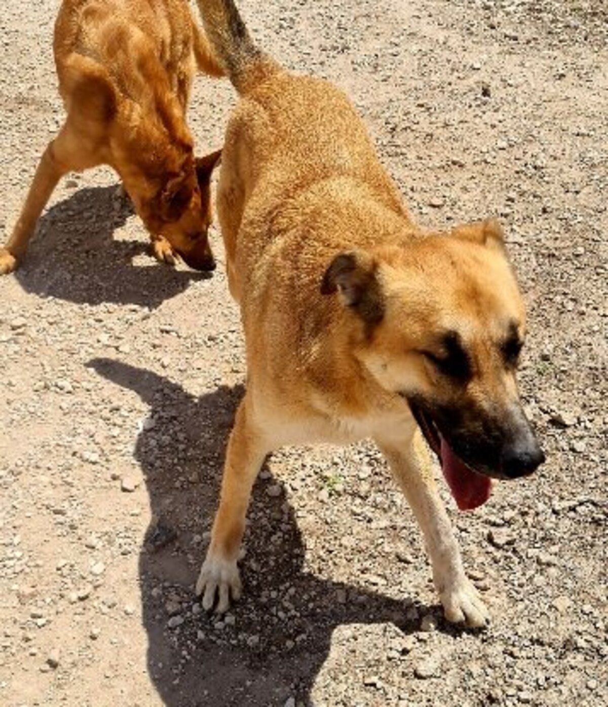 Adoption Bruno