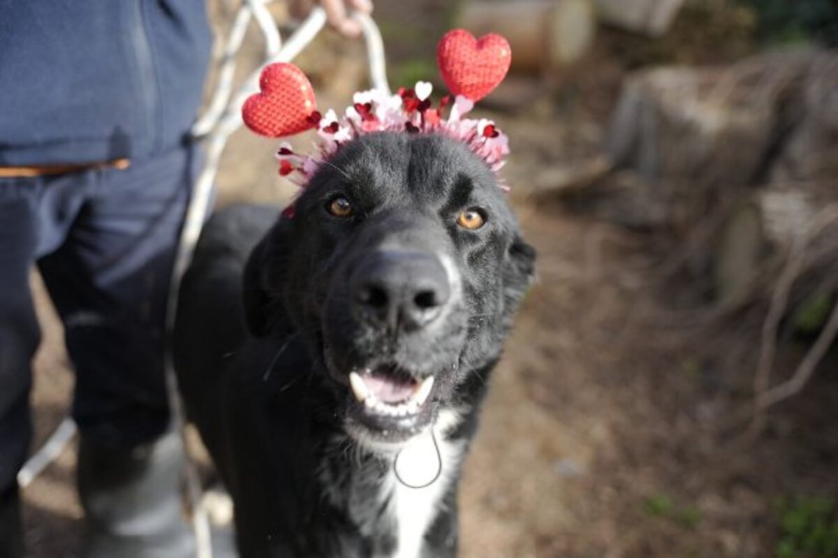 Adoption Bubu