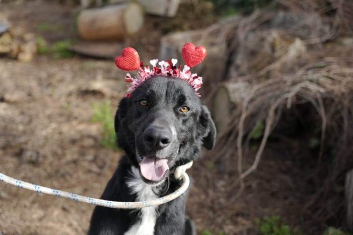 Adoption Bubu