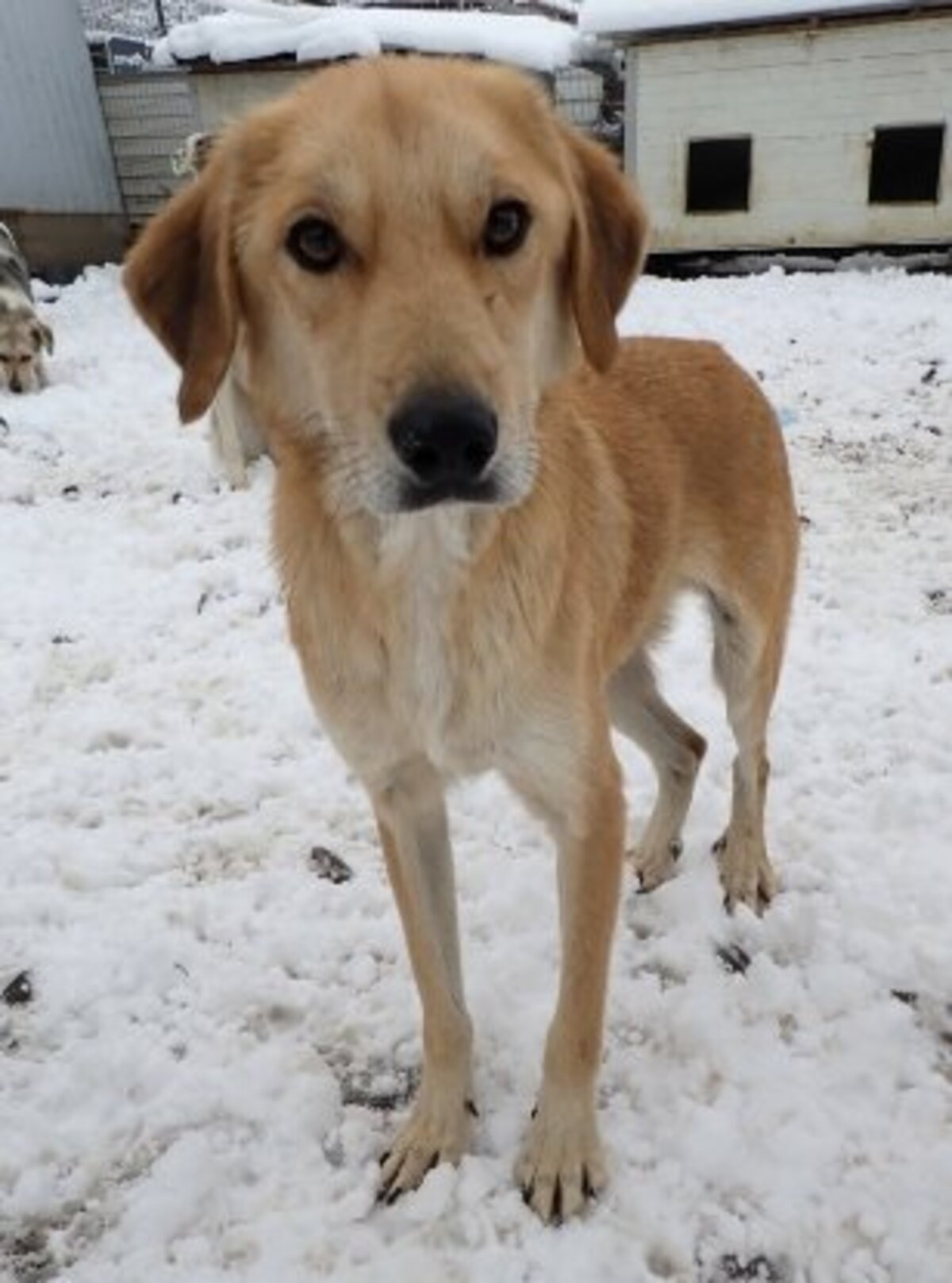 Adoption Buckley