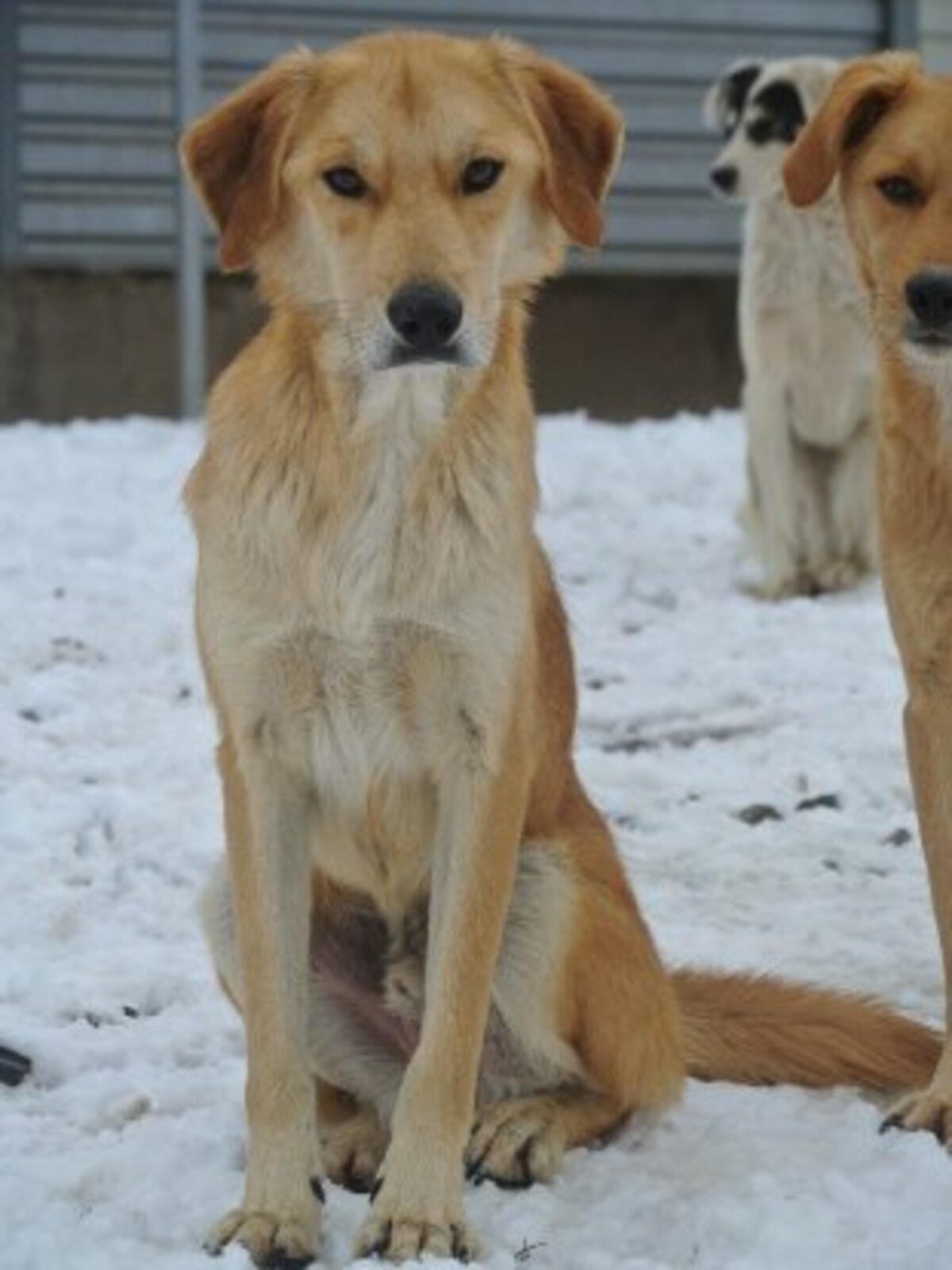 Adoption Buckley