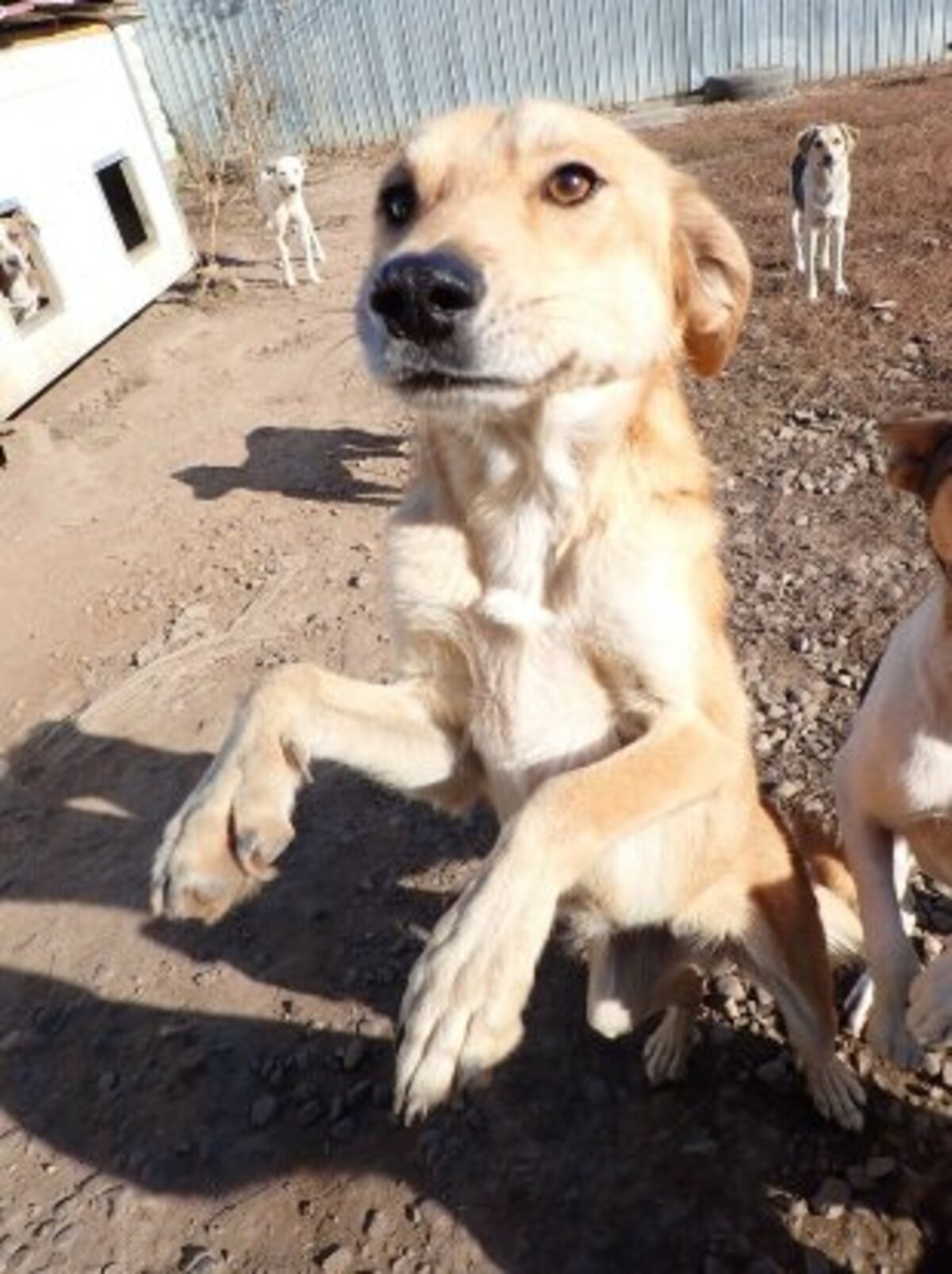 Adoption Buckley