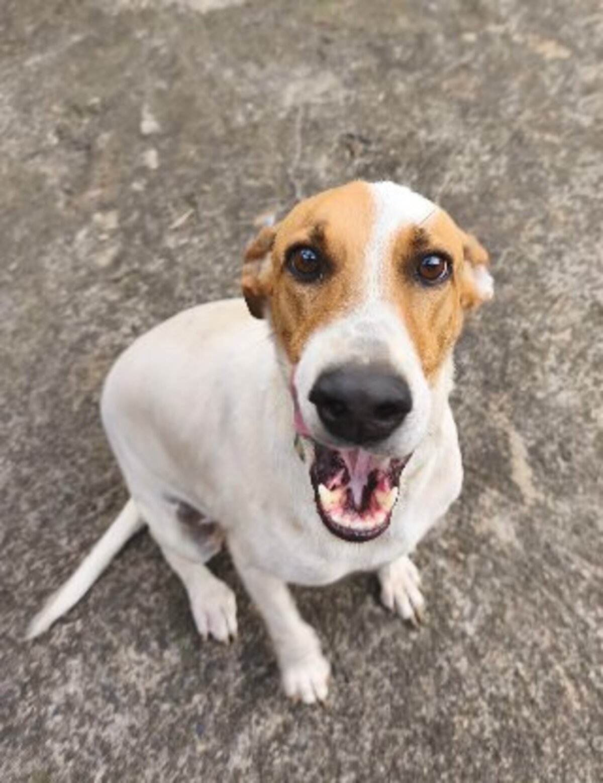 Adoption Bullet