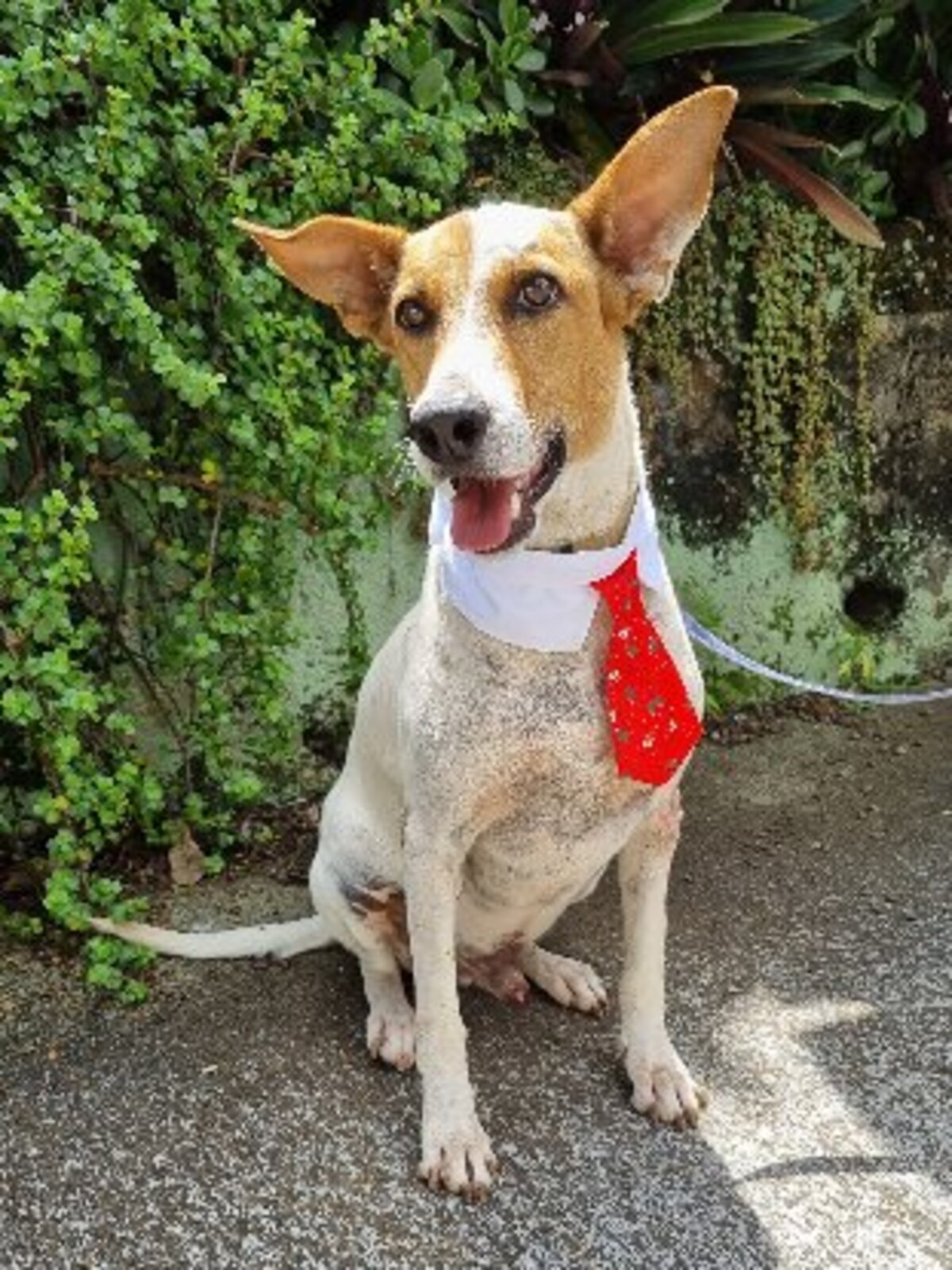 Adoption Bullet