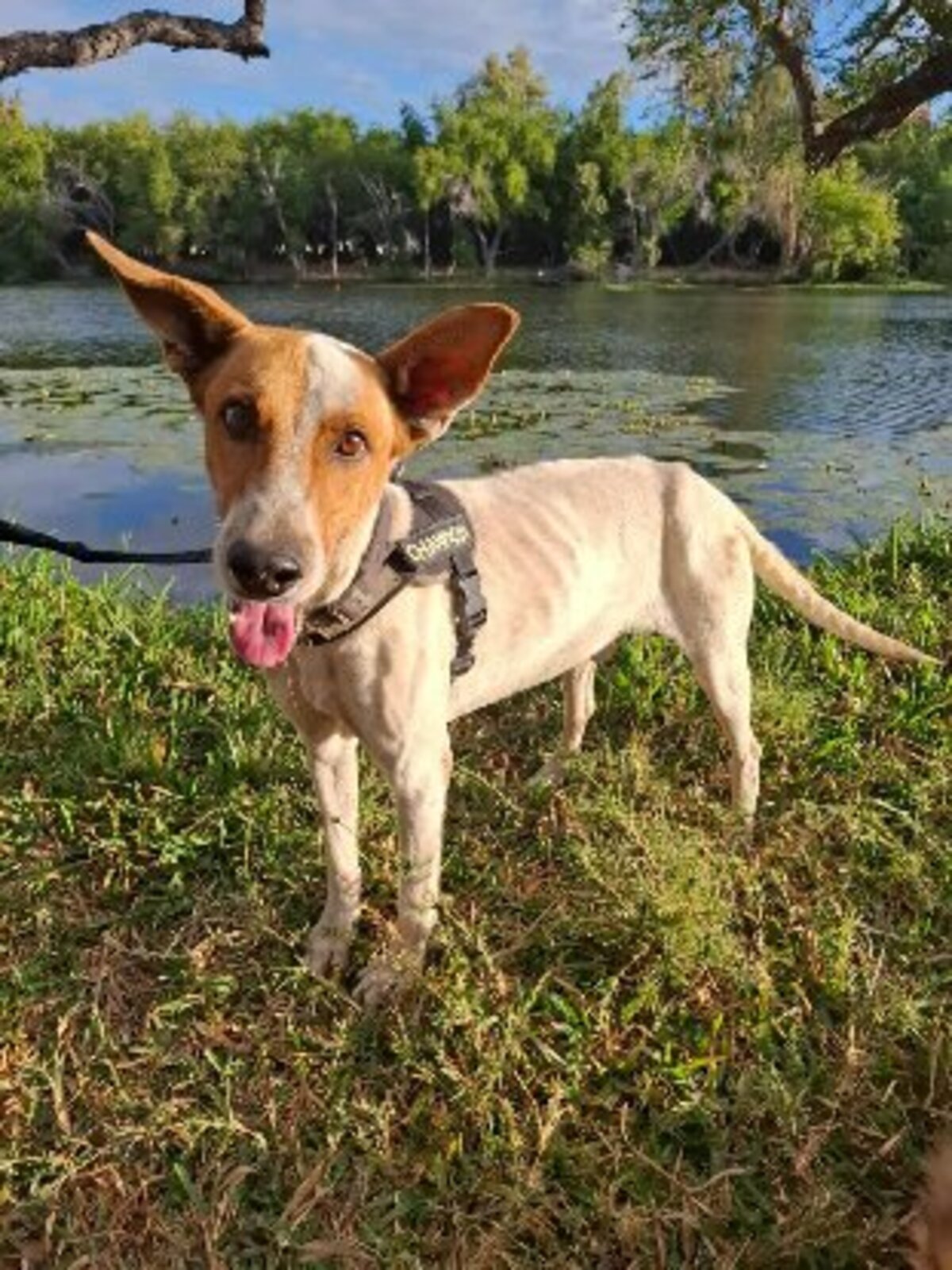 Adoption Bullet