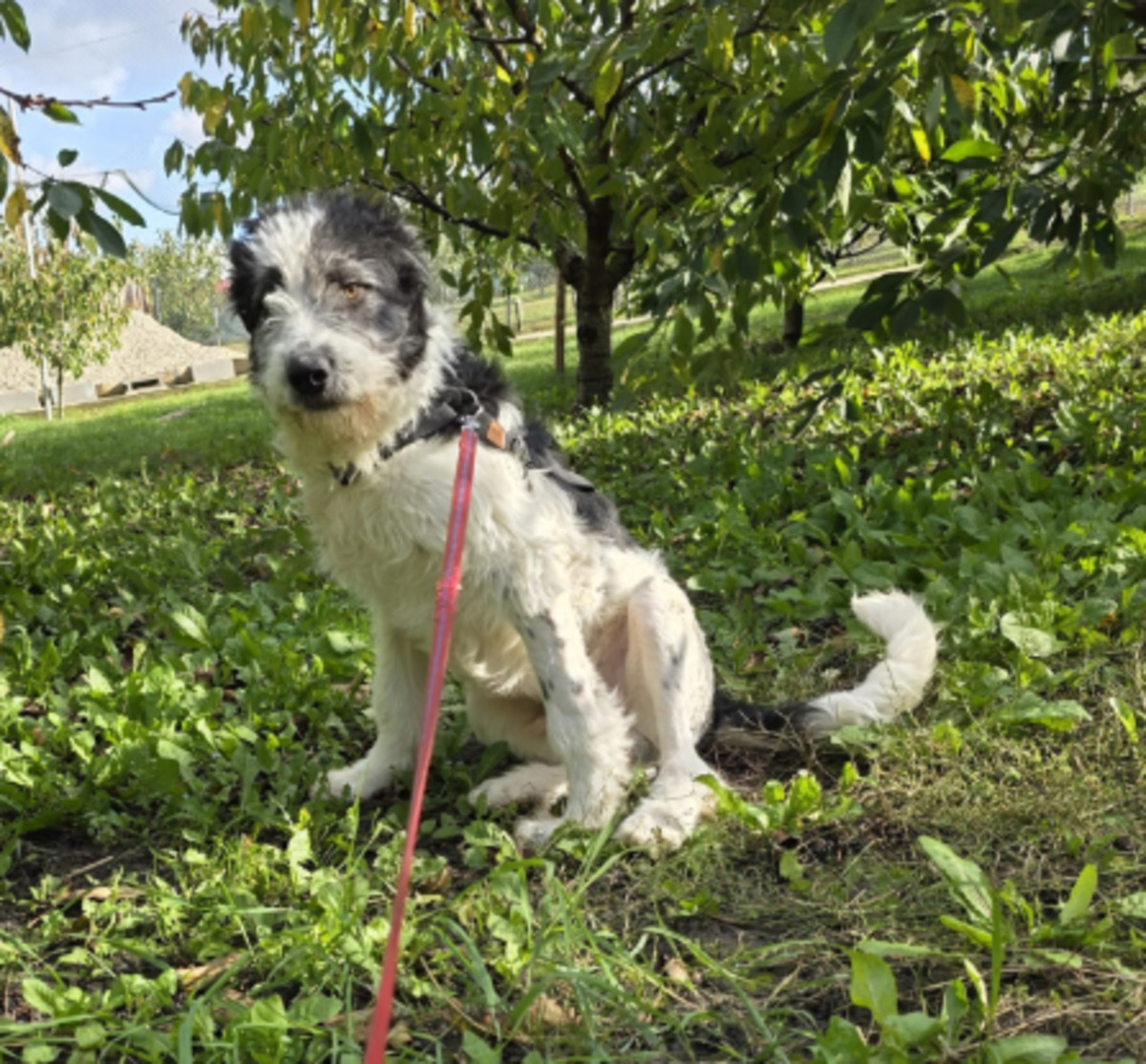 Adoption Bundi