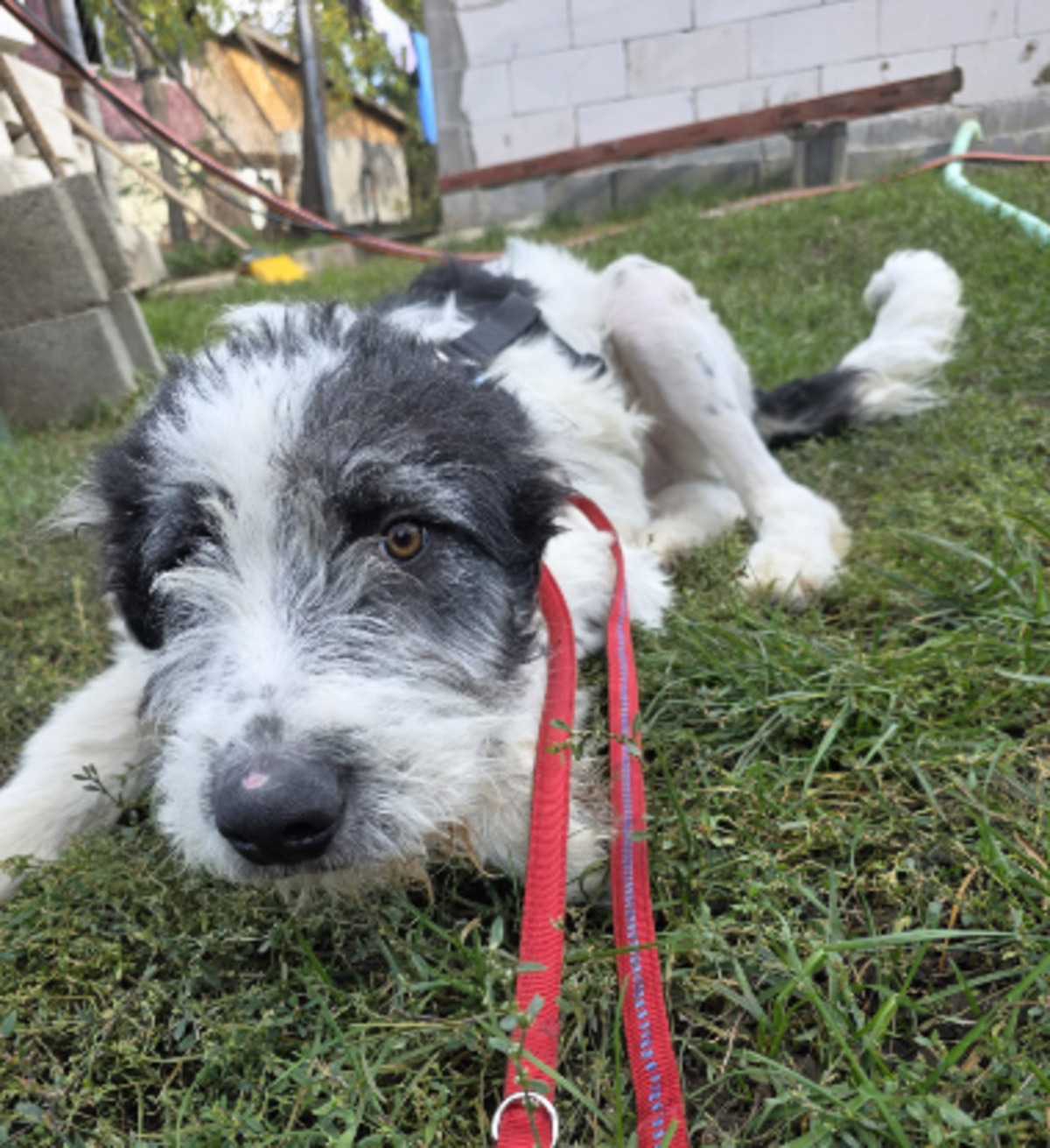 Adoption Bundi