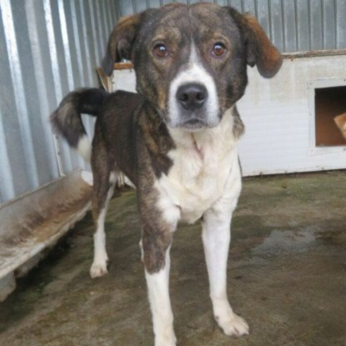 Adoption Bunker