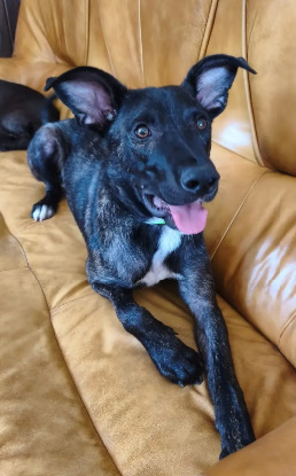 Adoption Buzz