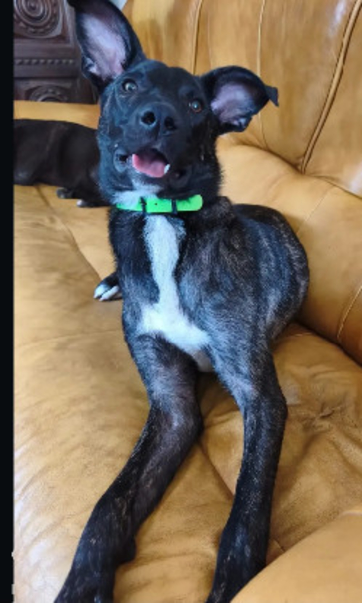 Adoption Buzz