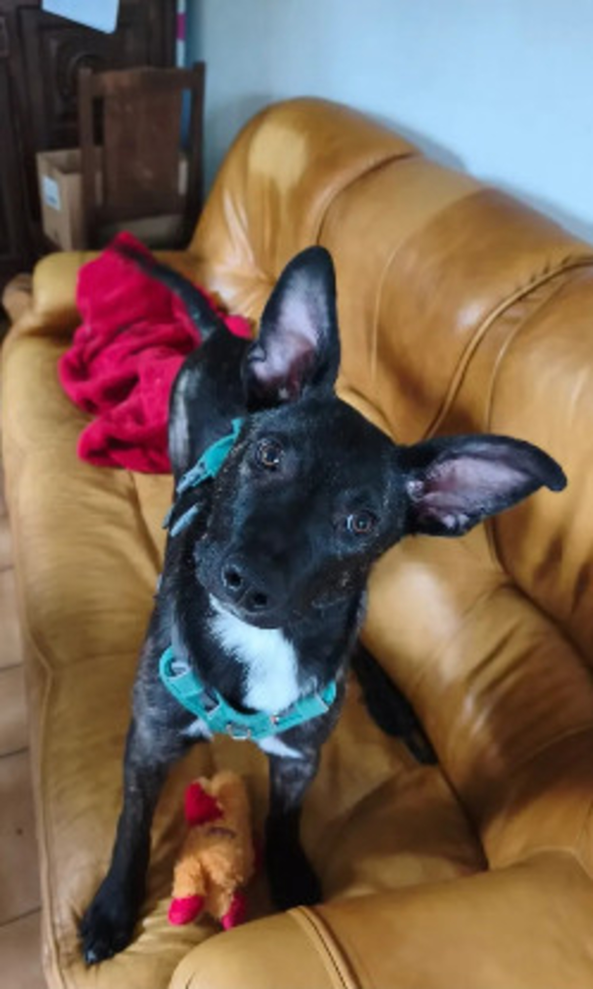 Adoption Buzz