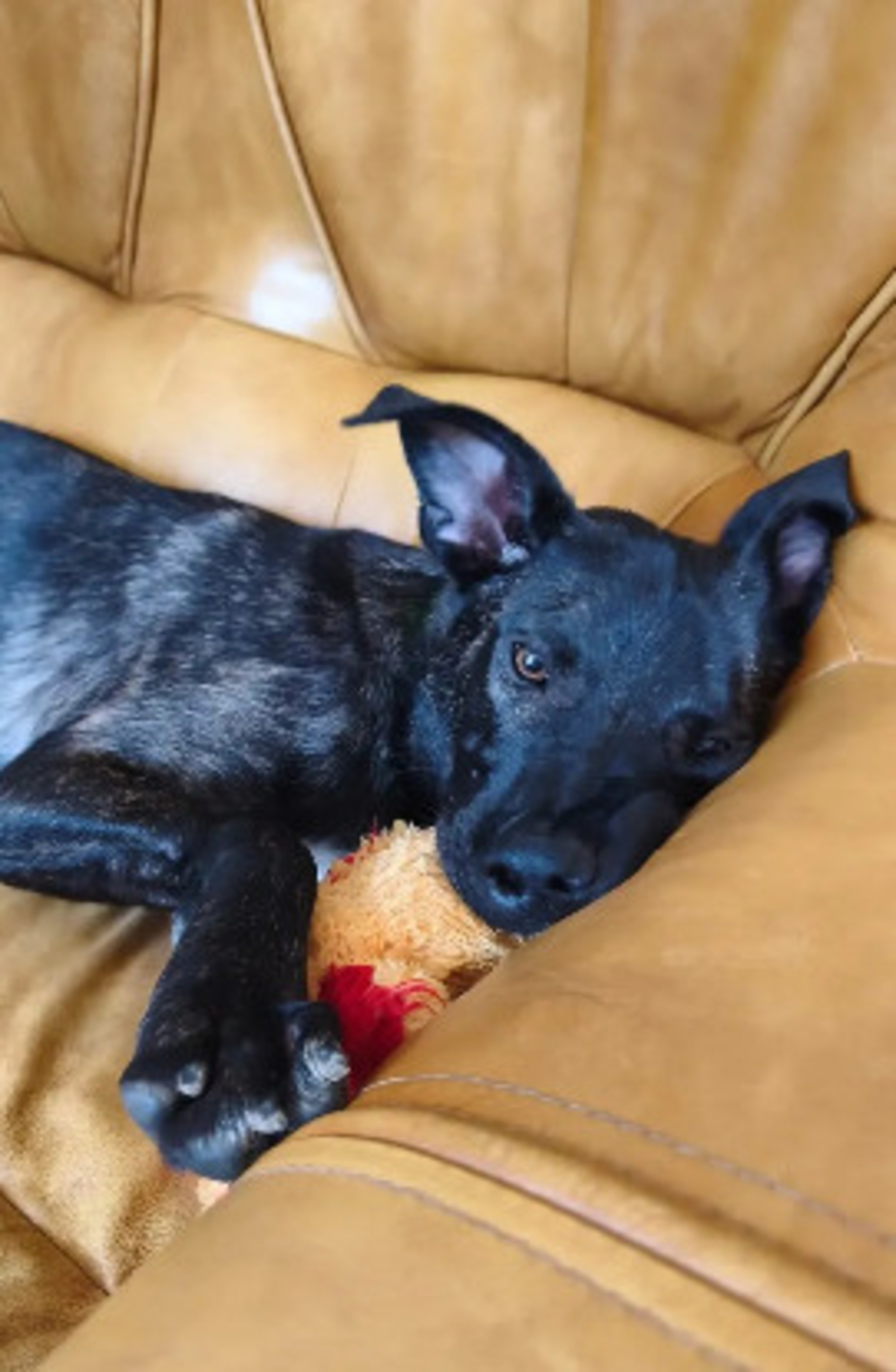 Adoption Buzz
