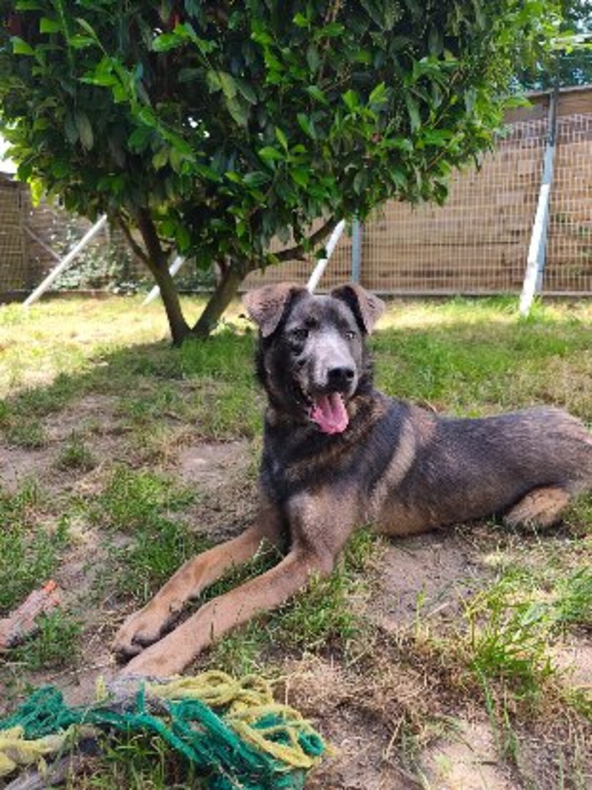Adoption Byron