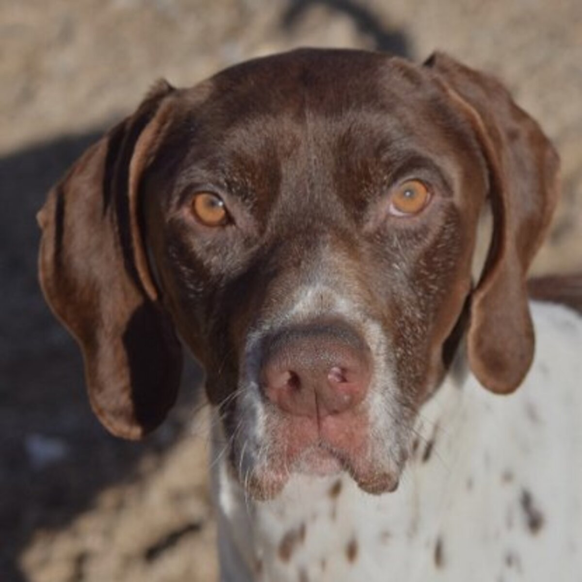 Adoption Cachopo