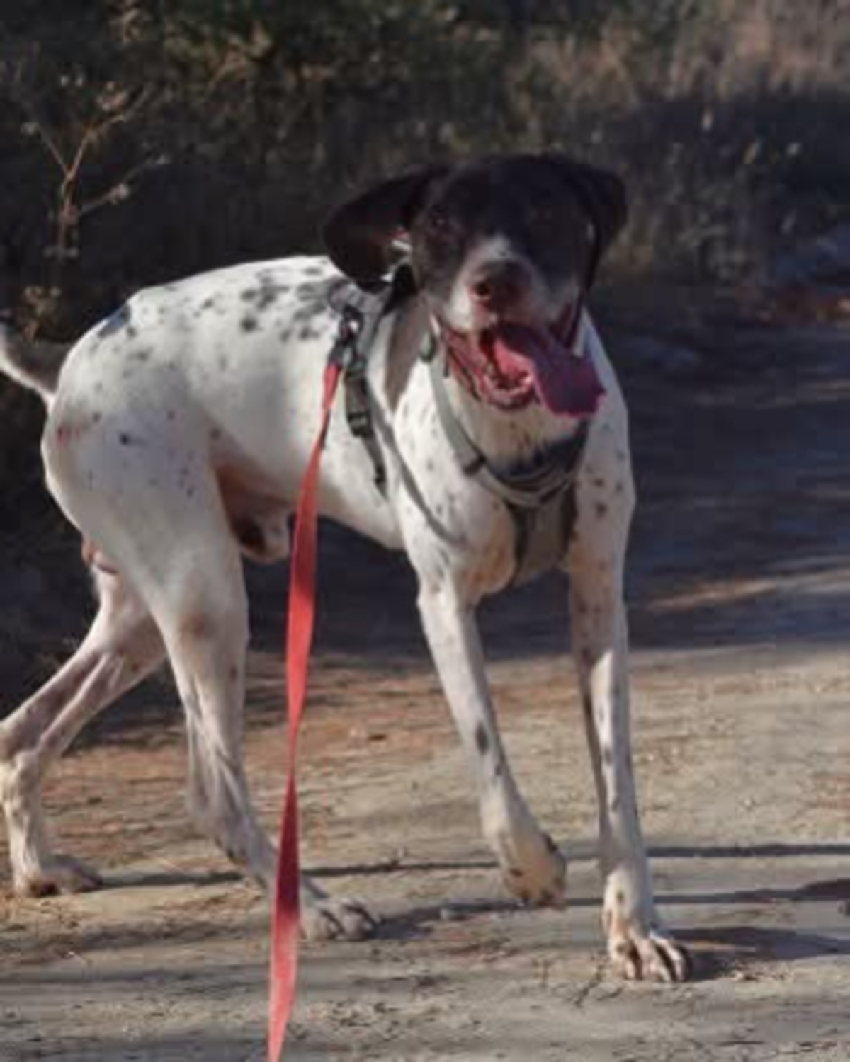 Adoption Cachopo