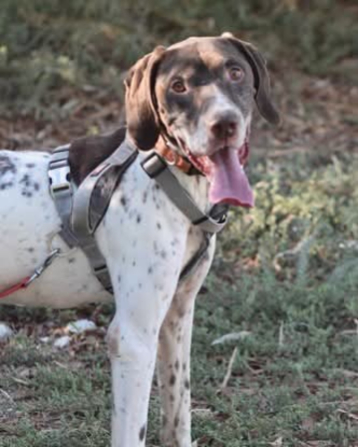 Adoption Cachopo
