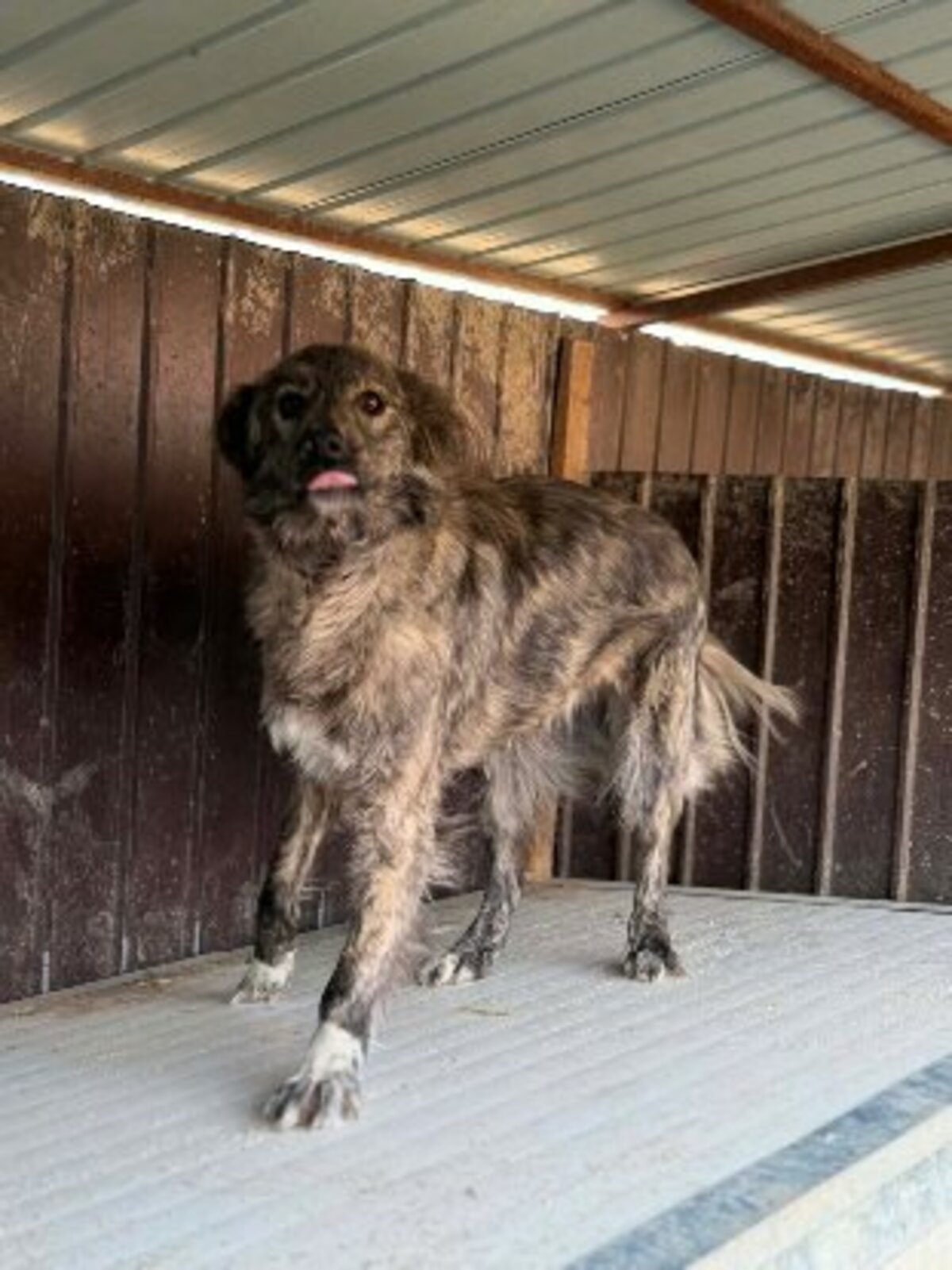 Adoption Calie
