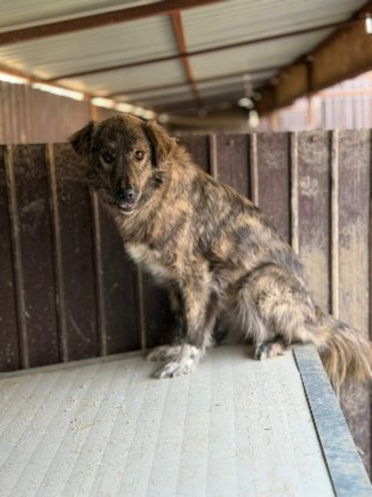 Adoption Calie