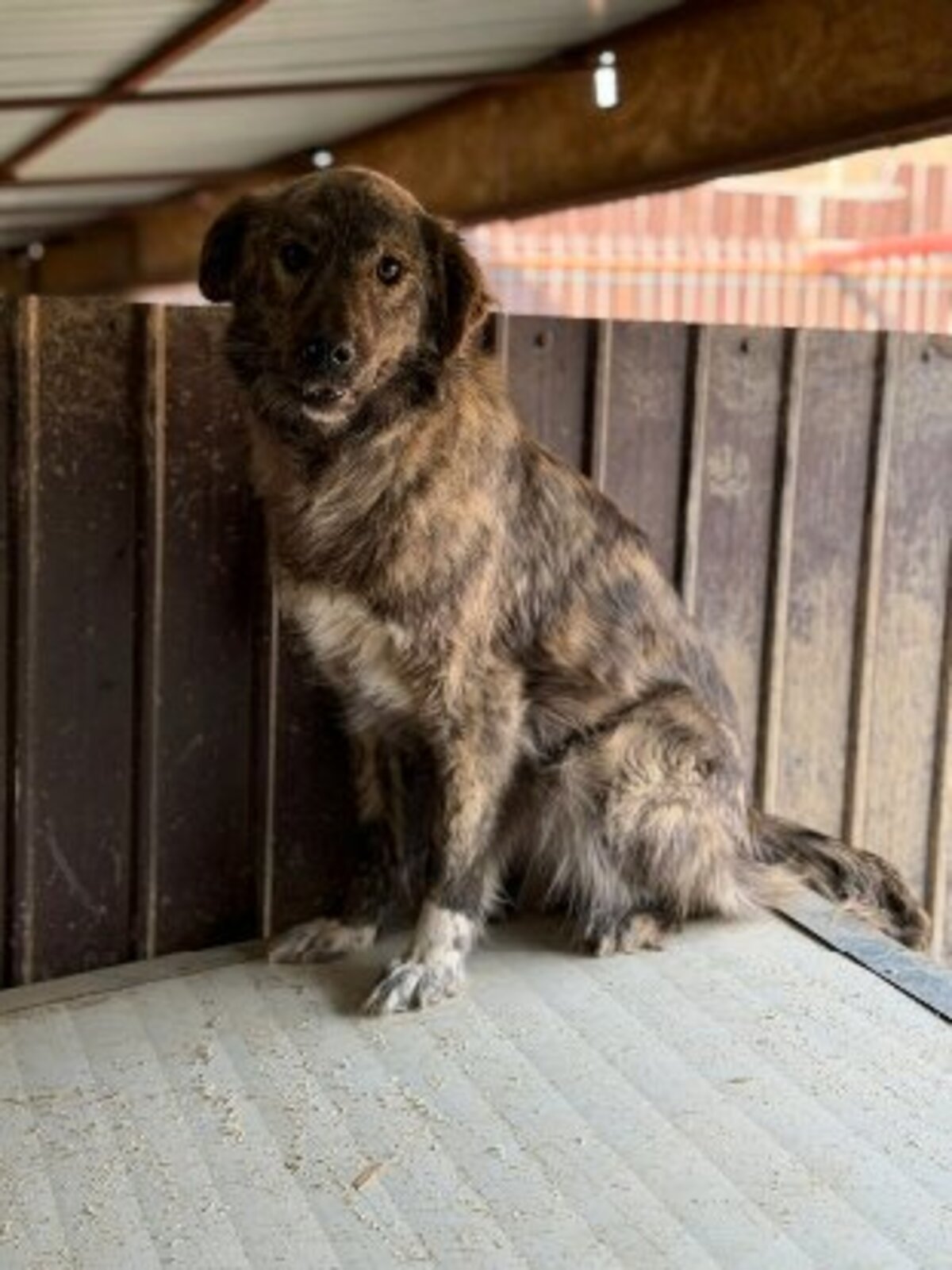 Adoption Calie