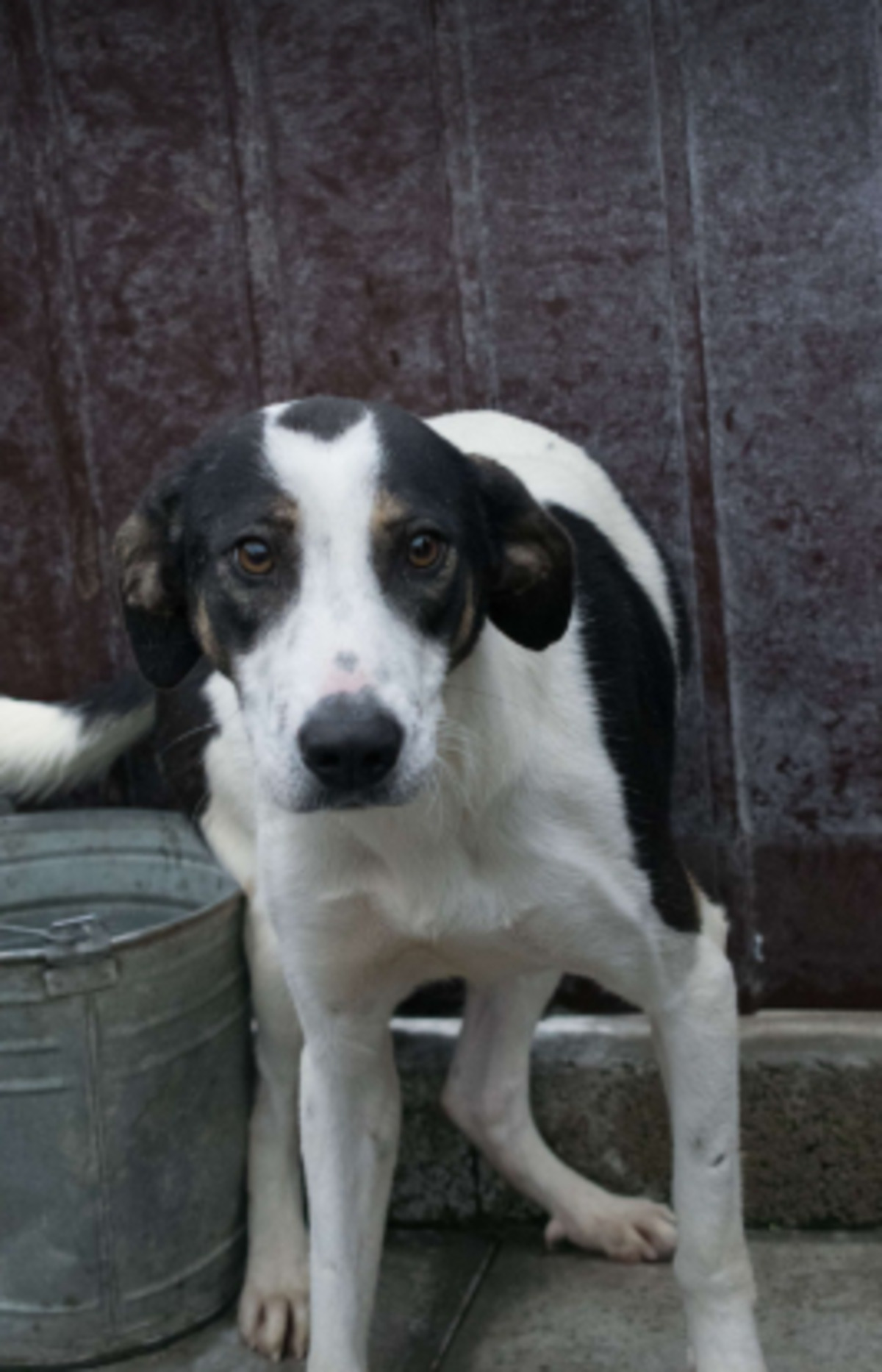 Adoption Calla