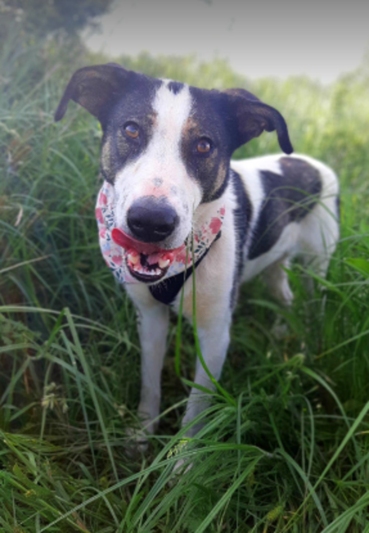 Adoption Calla