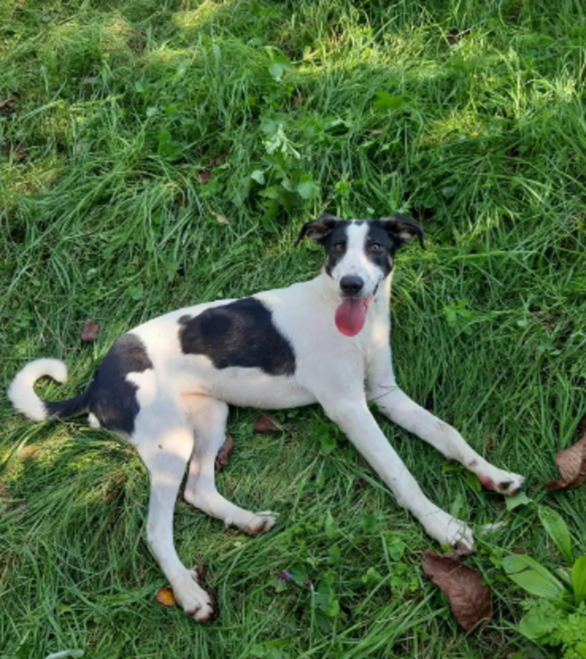 Adoption Calla