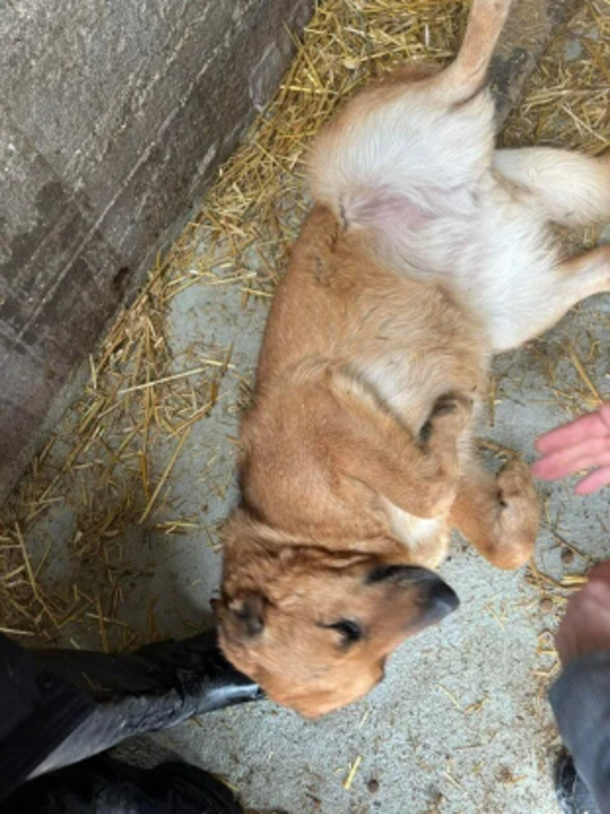 Adoption Calou