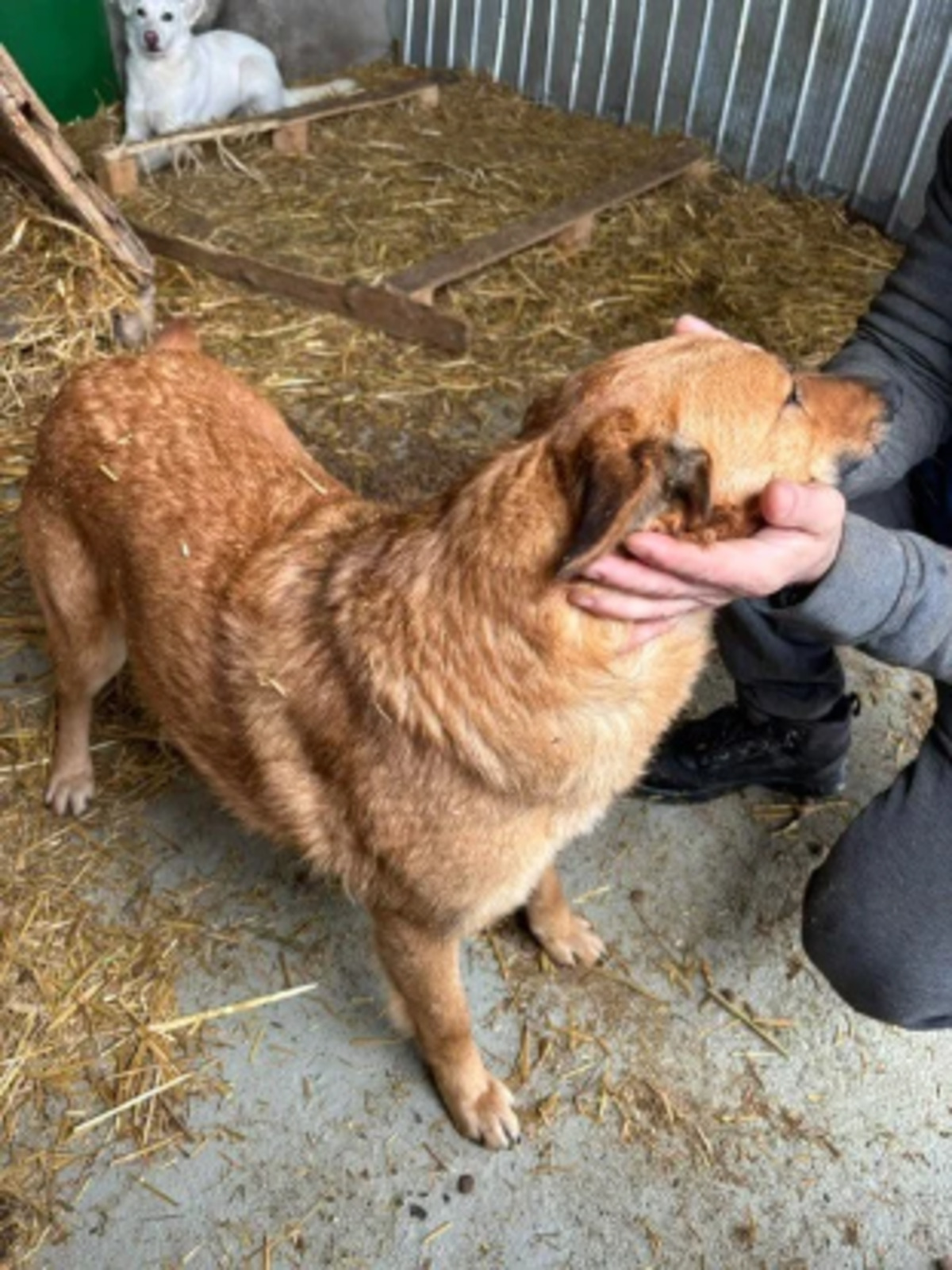 Adoption Calou