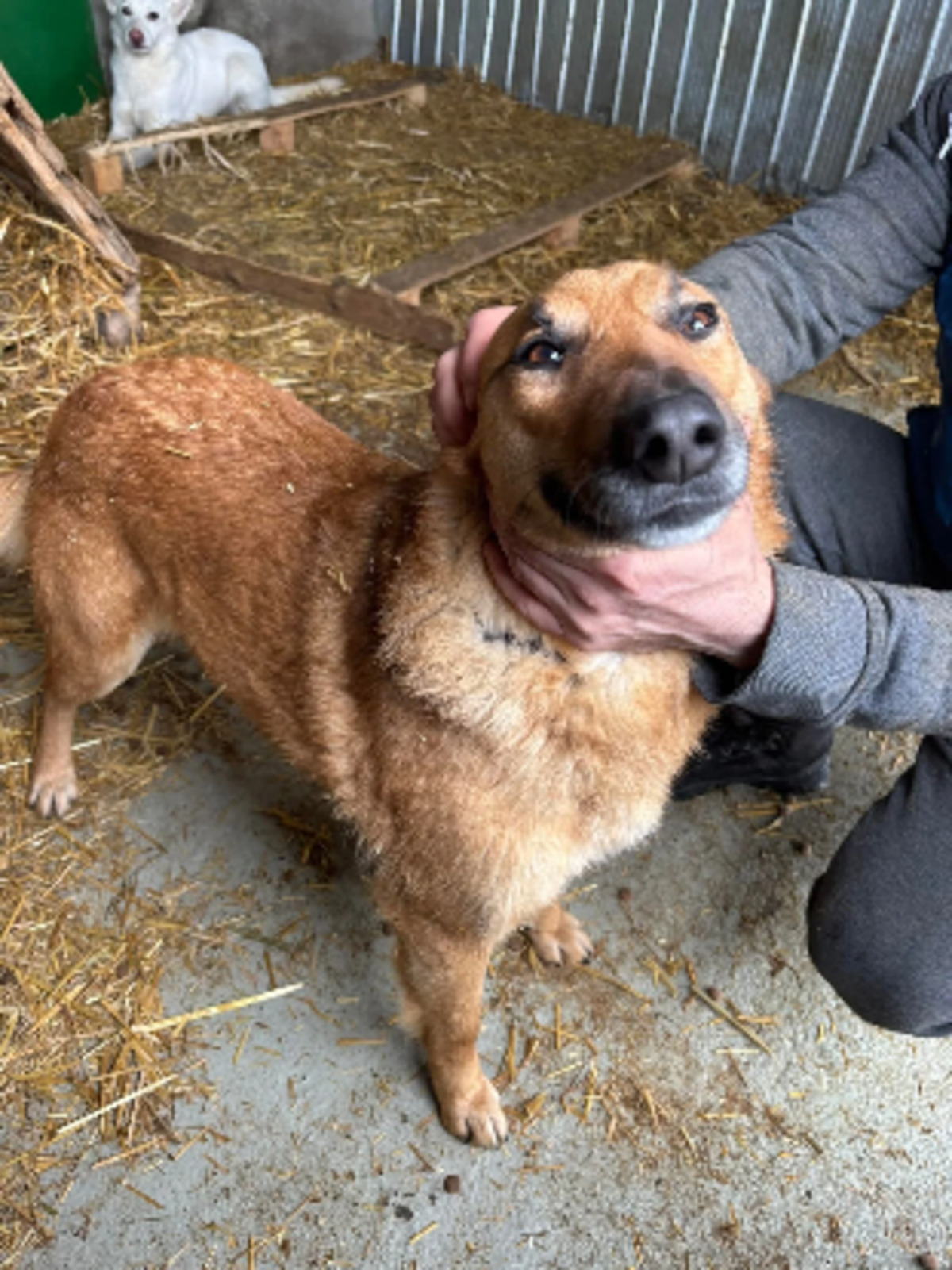 Adoption Calou