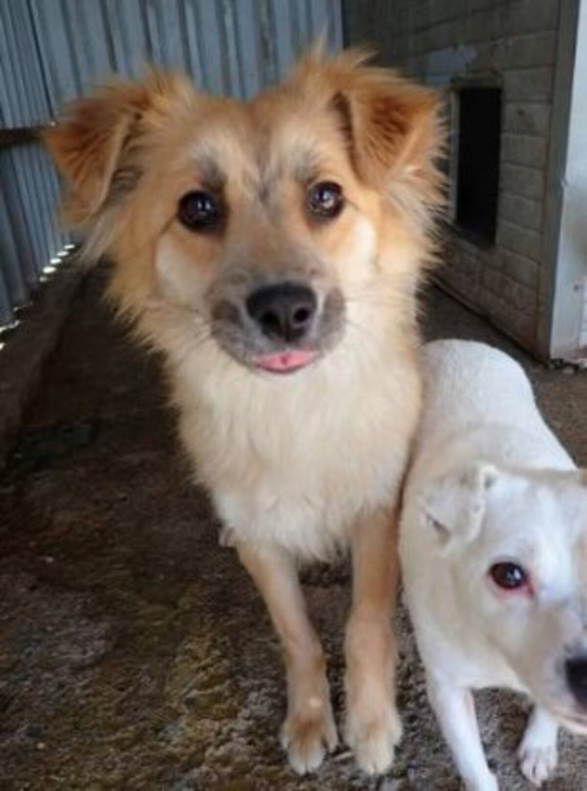 Adoption Calvin