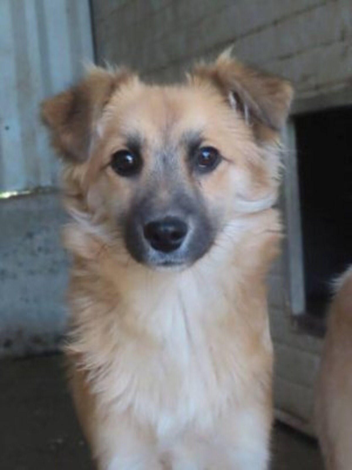Adoption Calvin